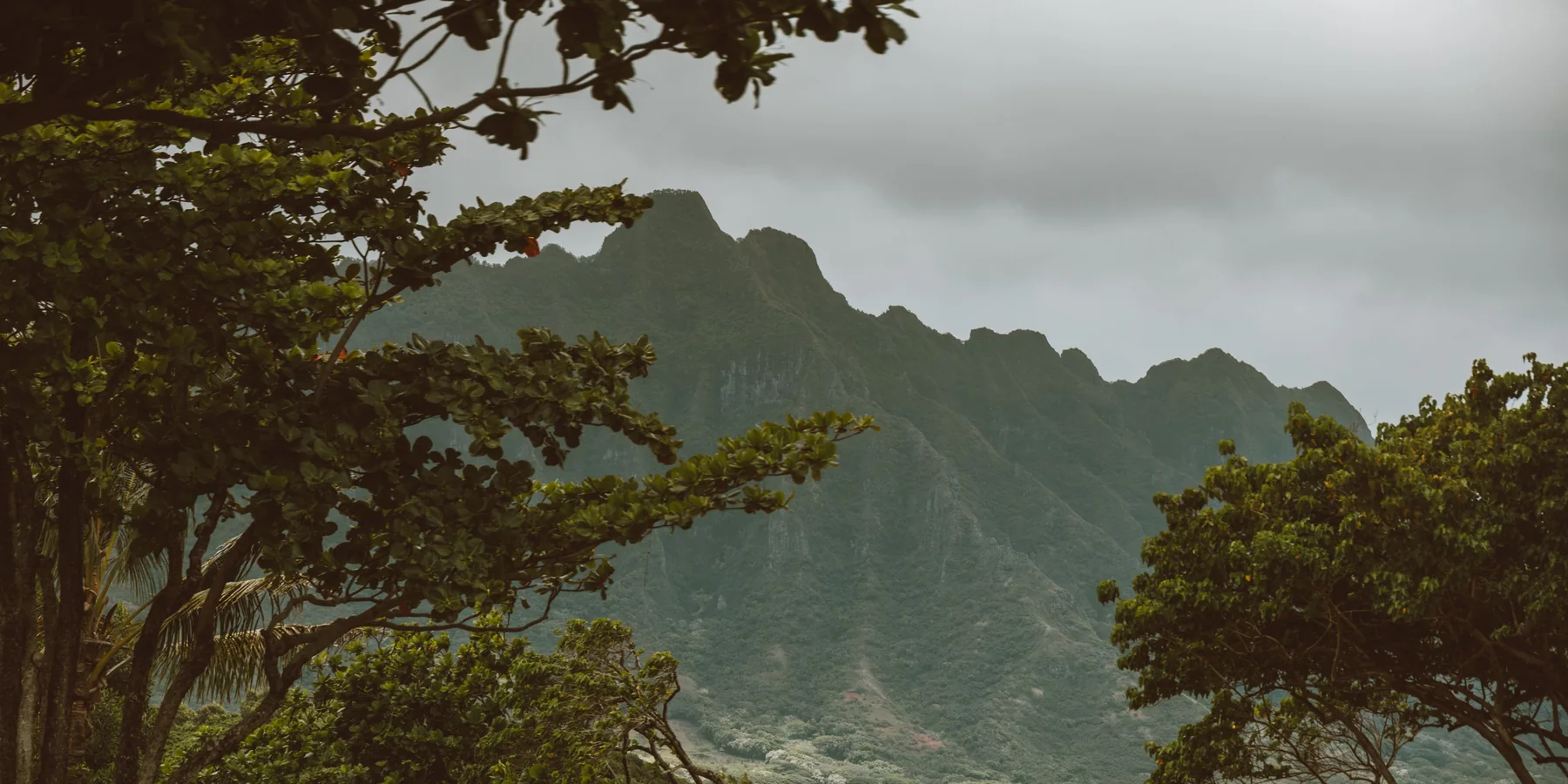 Cloud-wreathed green mountains on Oʻahu seen through tree branches